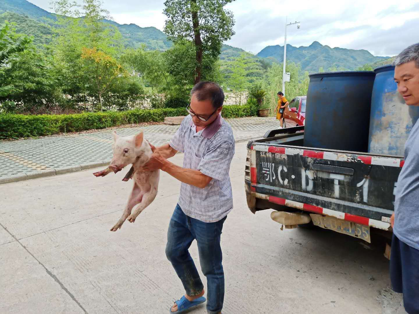 猪仔淘气跳车“出逃”  民警帮其找回