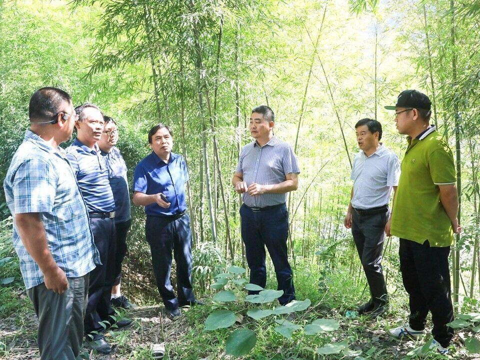国际竹藤中心专家来我县考察竹产业发展