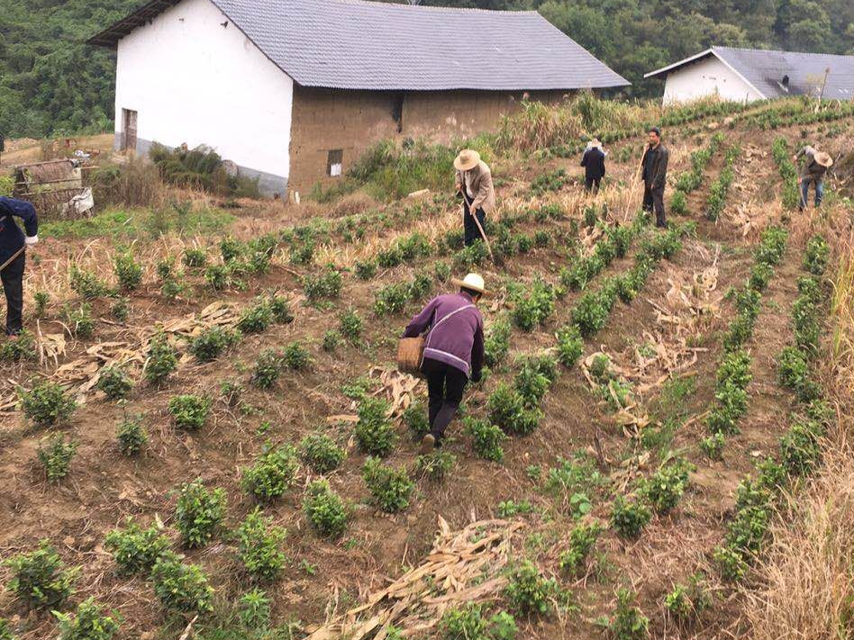 溢水鎮(zhèn)加強(qiáng)秋季茶園管護(hù) 