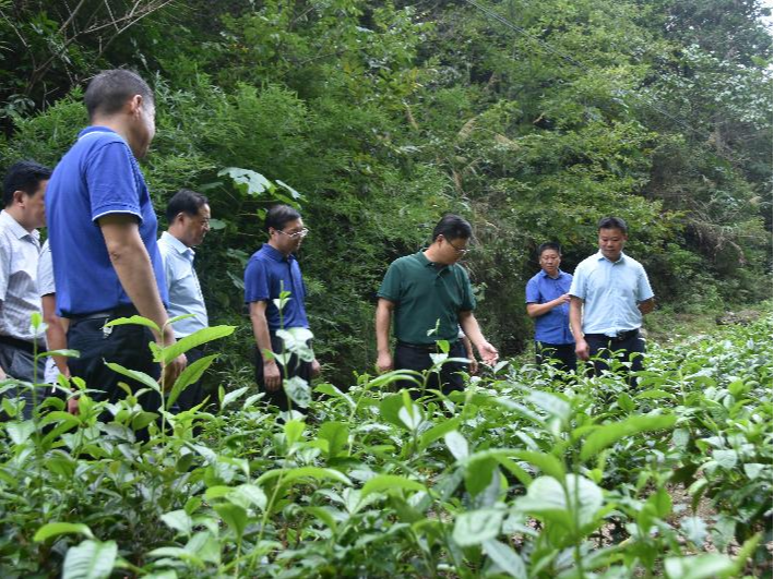 陈建平调研河长制落实及特色产业发展情况