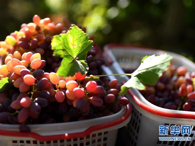習近平與新疆，這幾個故事你知道嗎？