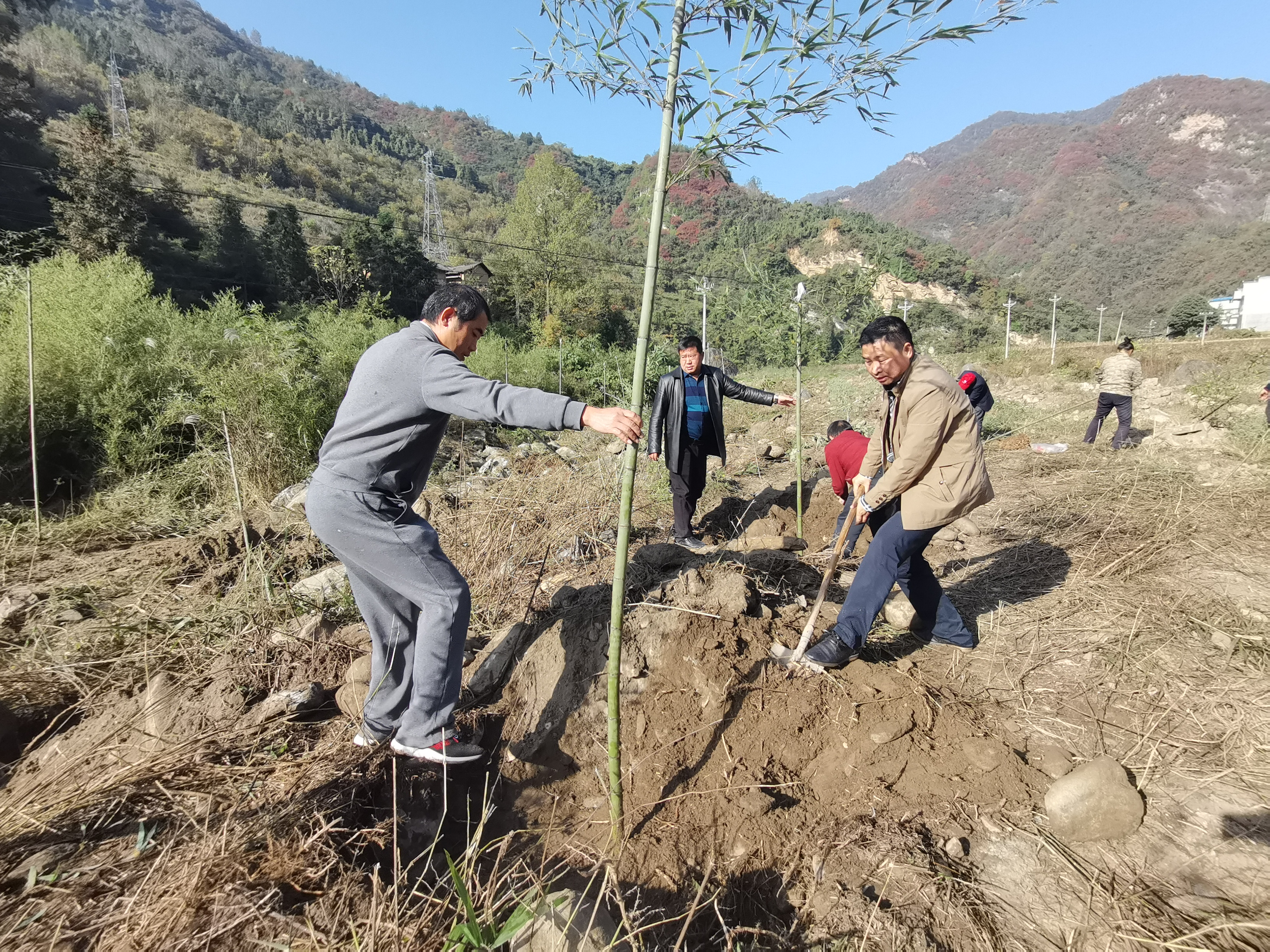 雙臺鄉(xiāng)高標準推進植竹造林