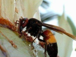 无意“惹”了蜂包 竹山两人被蛰身亡