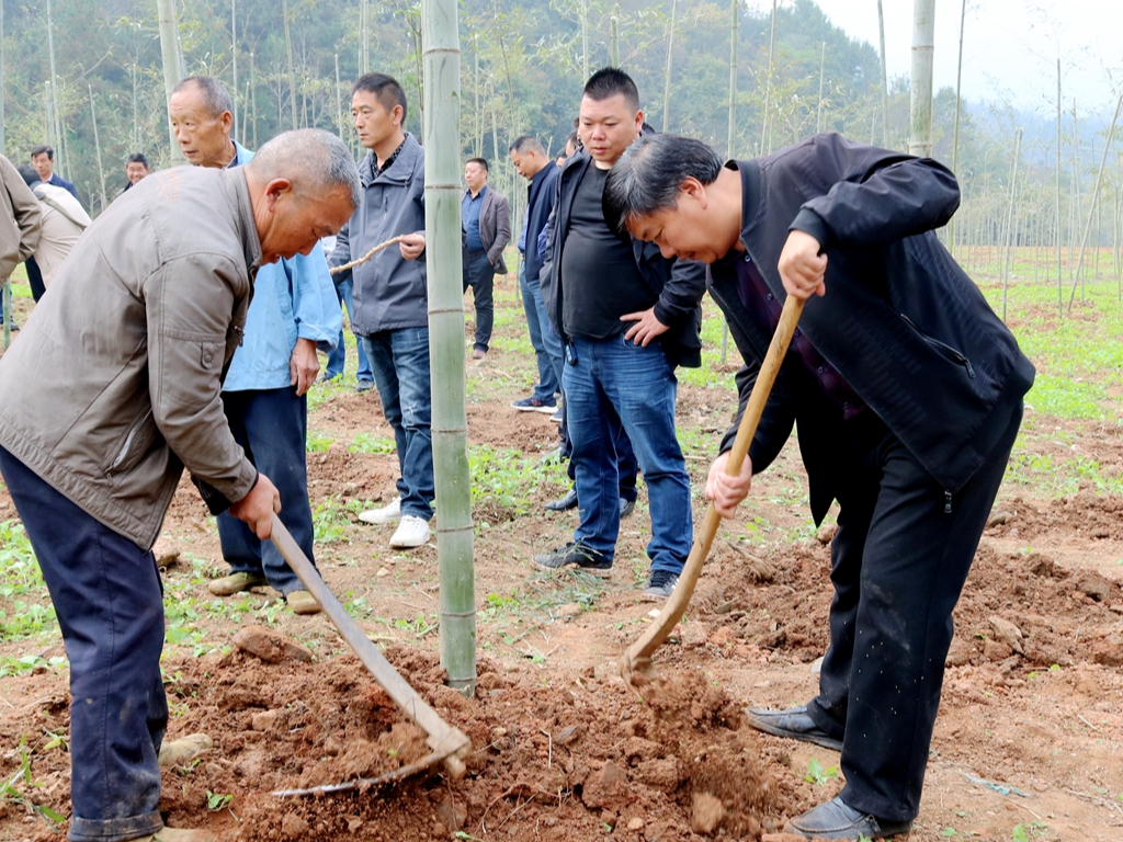 我县今冬计划发展竹产业1.5万亩