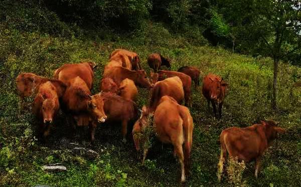 戴宝山上有群牛
