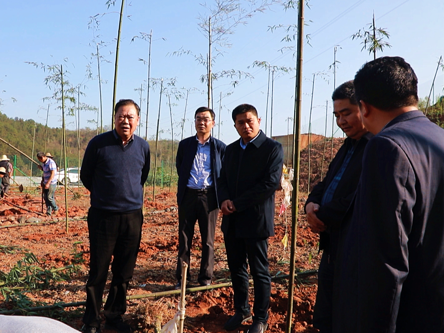 市林业局来我县调研秋冬林业重点工作