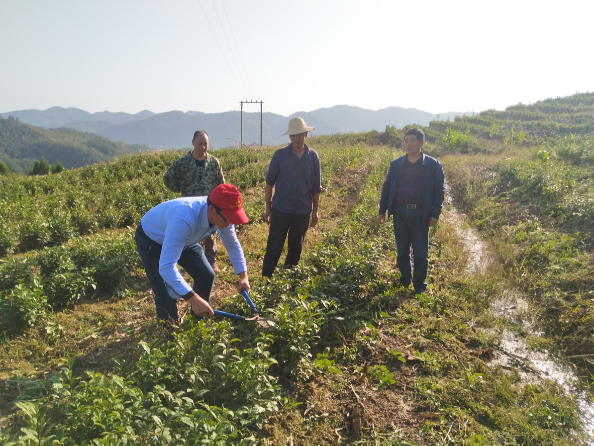 秦古鎮(zhèn)建設(shè)高標(biāo)準(zhǔn)茶葉示范園