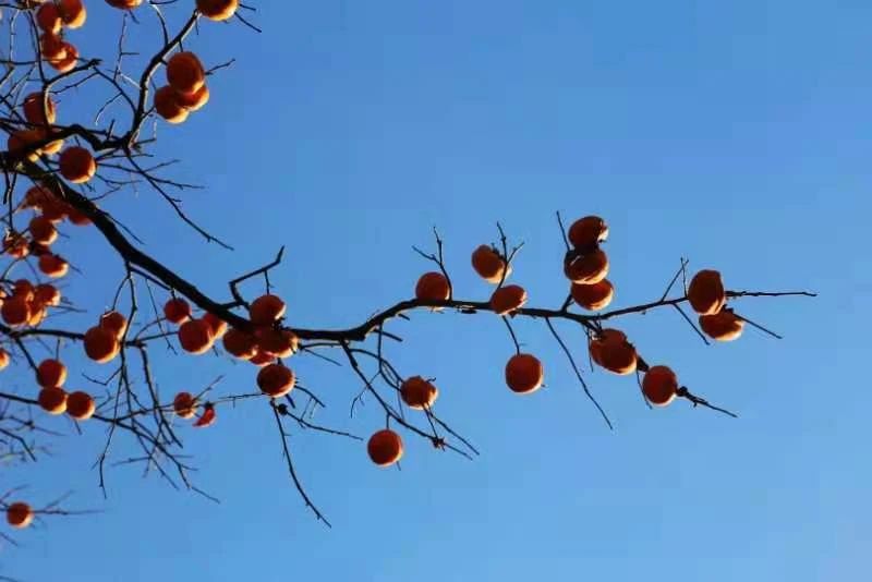 聽(tīng)竹山｜又是一年柿子紅