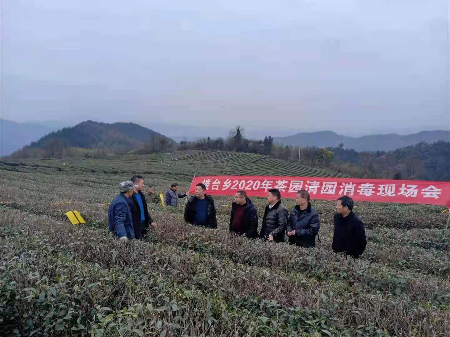 樓臺鄉(xiāng)冬季茶園清園消毒正當時