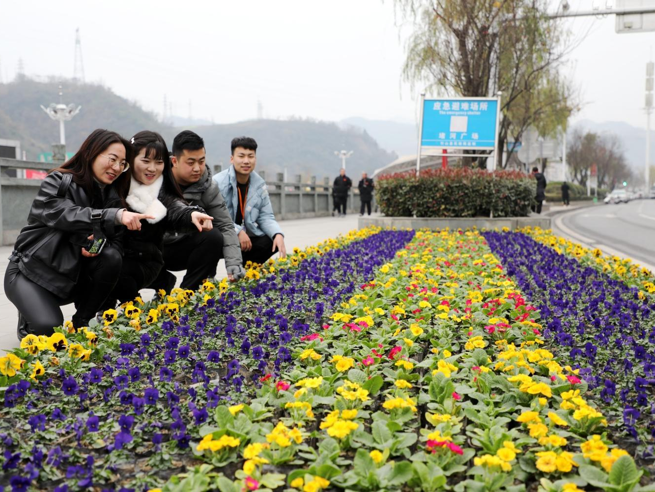 城區(qū)鮮花綻放迎新年 