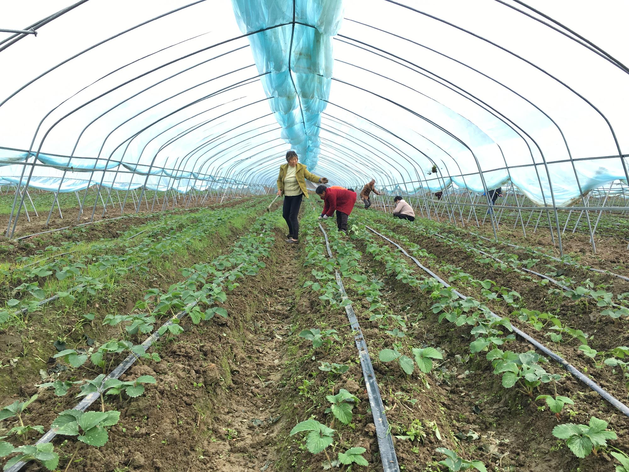 特色種植帶動村民脫貧增收