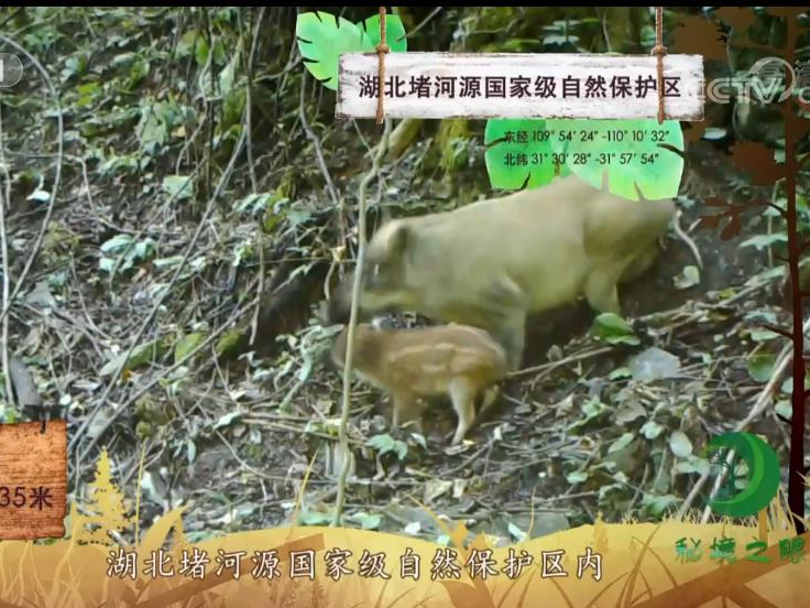 堵河源“萌宠”频登央视舞台