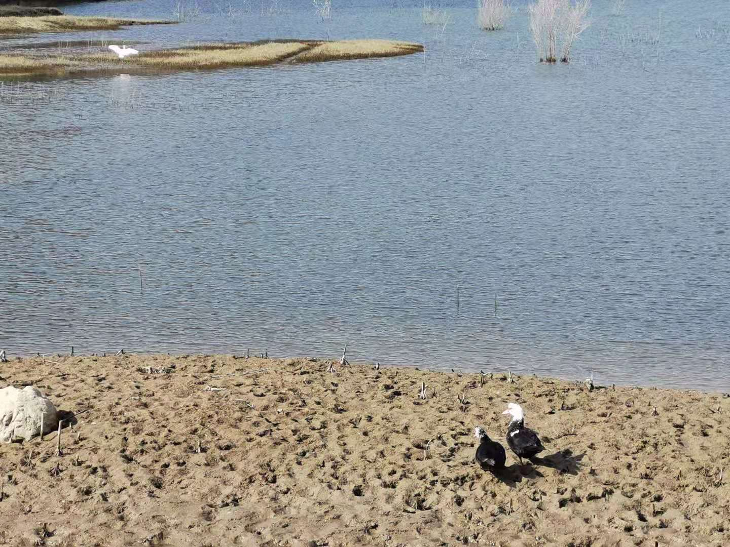 呆萌野鸭滩涂秀恩爱  灵秀白鹭河边舞翩跹