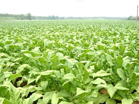 中国烟叶公司来竹调研烟叶和中峰产业项目