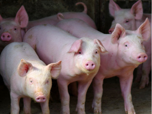 竹山县全力推进生猪产业现代化进程