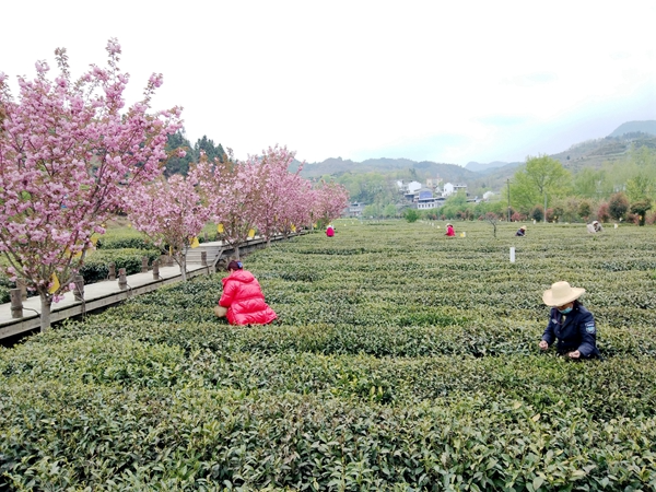 竹坪乡：美丽乡村入画来