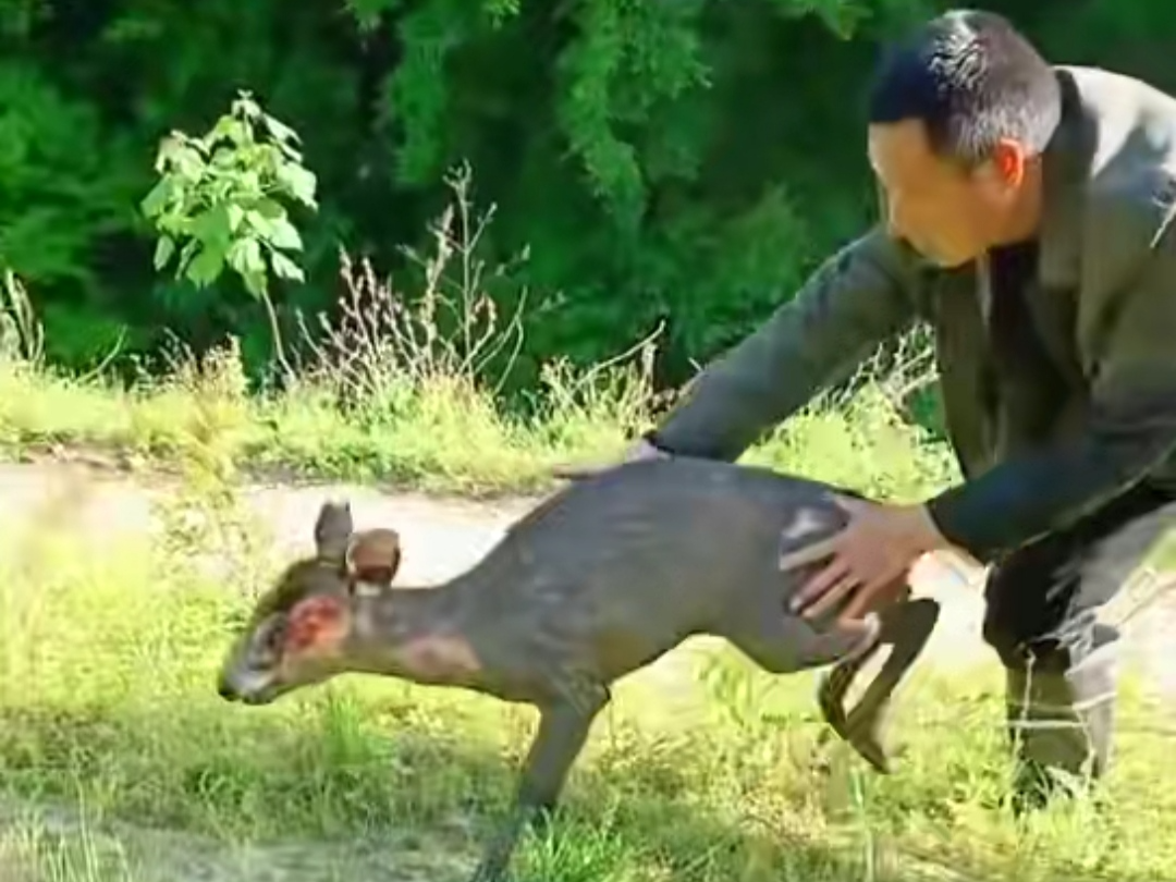 深河乡放生黑獐回归自然