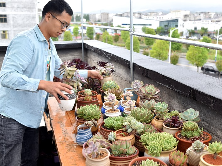 乡村夫妻种植多肉意外走红