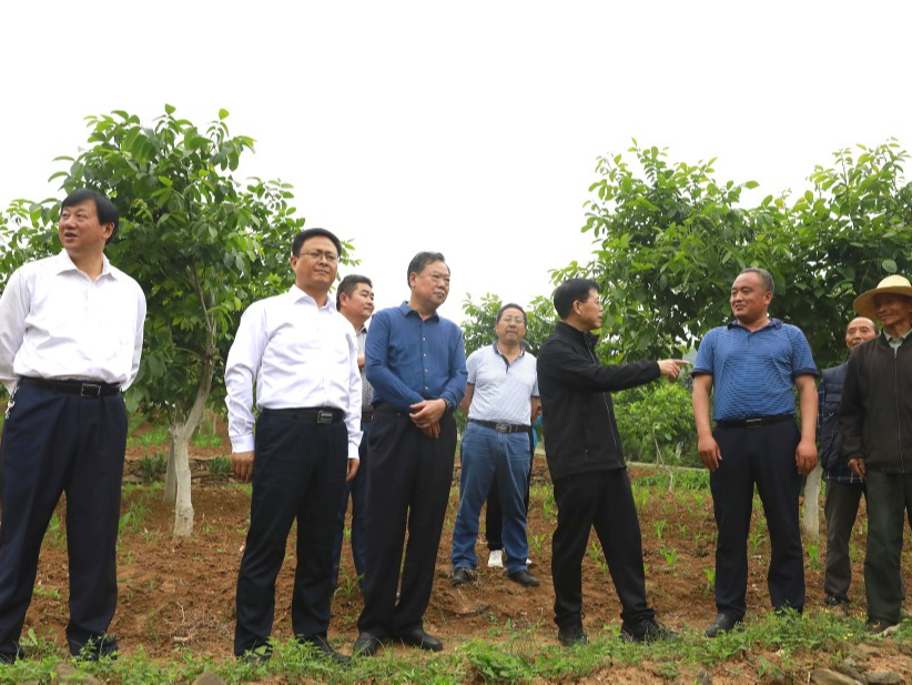 市政协主席张歌莺来我县调研核桃产业发展情况