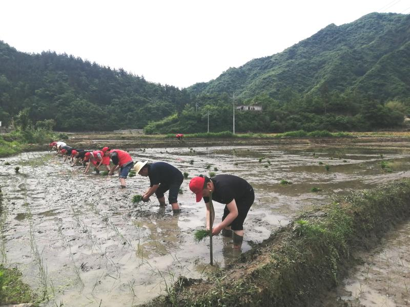 官渡鎮(zhèn)：黨史學(xué)習(xí)教育走進(jìn)田間地頭