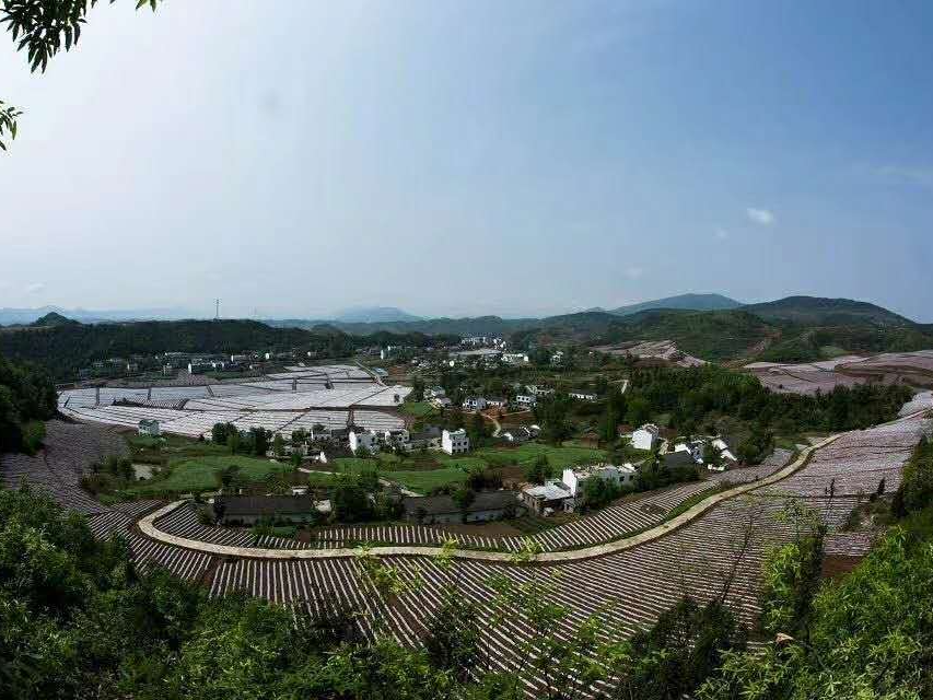 常德市人大常委会来竹考察烟草扶贫