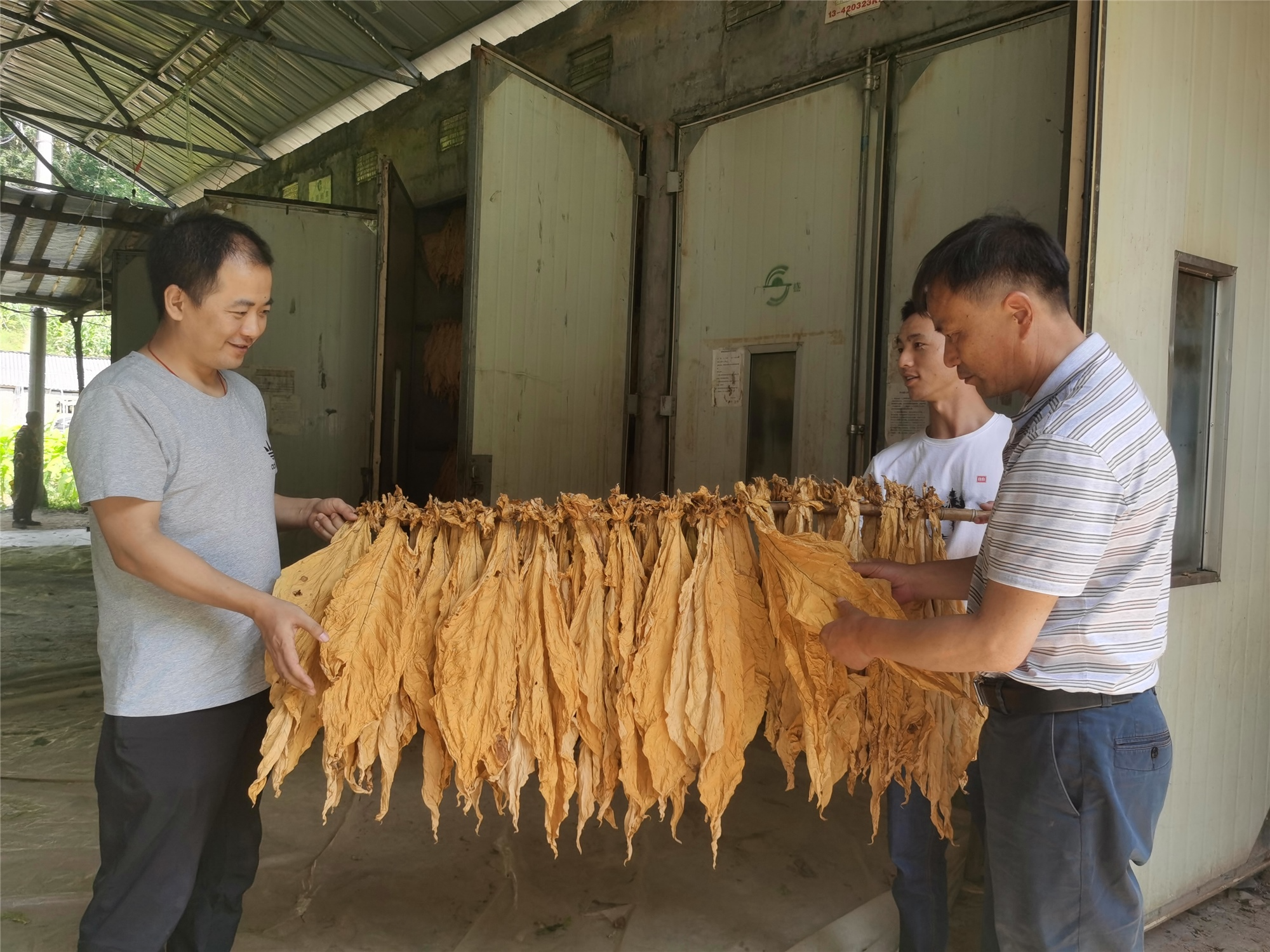 縣煙葉分公司加強烘烤技術(shù)指導