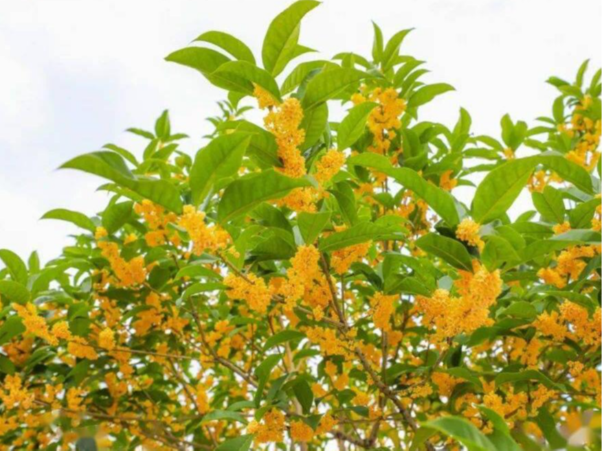城区桂花今秋为何“香飘二度”？
