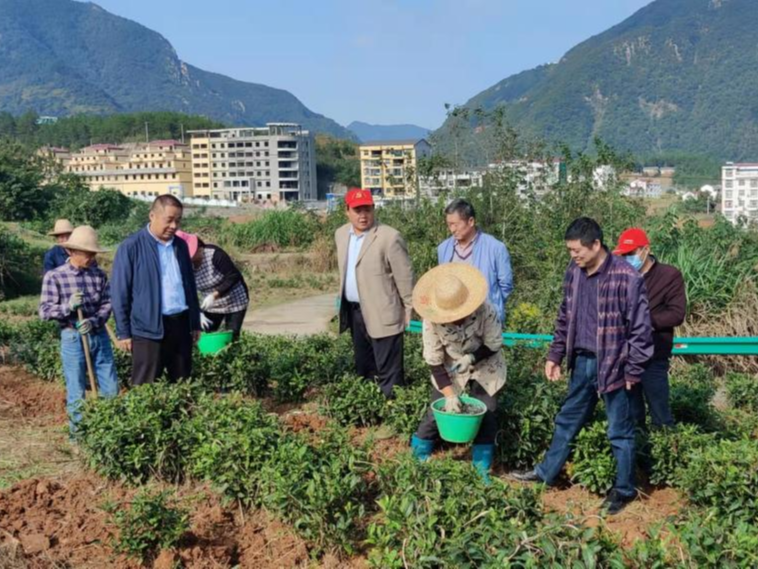 秦古鎮(zhèn)：冬季管護(hù)潮開啟“護(hù)春茶”模式