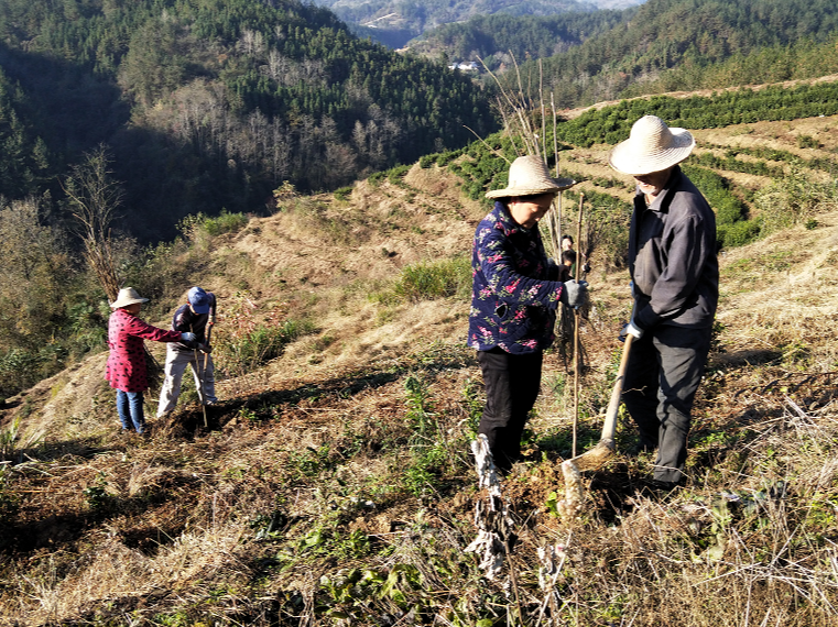 竹坪鄉(xiāng)：茶園嵌套栽拐棗 立體種植促增收