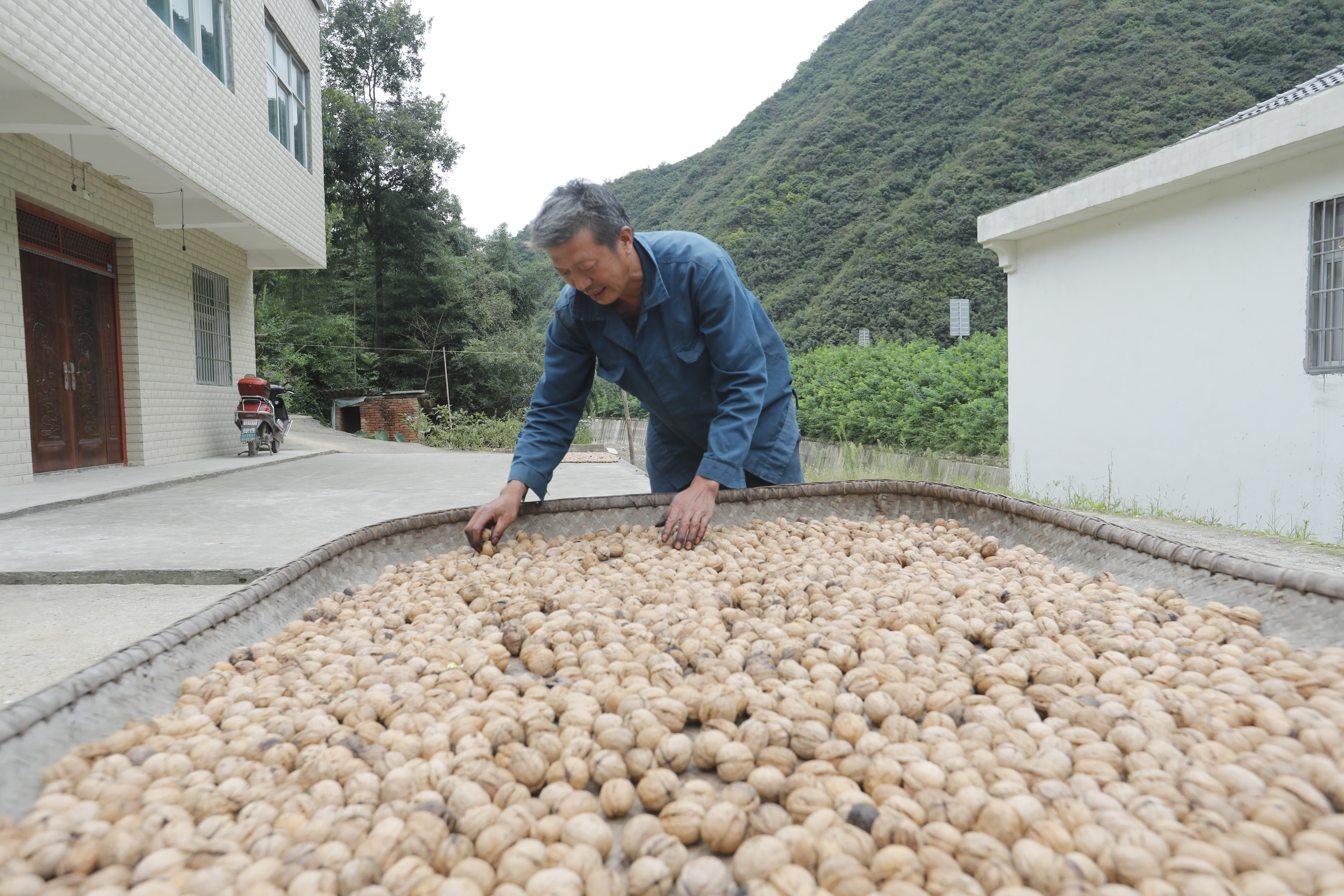 竹山：核桃托管显成效 果农丰收笑开颜