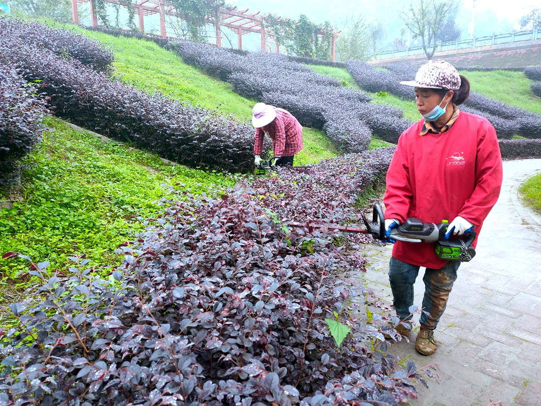 竹山縣組織園林工人對(duì)綠化苗木“理發(fā)”