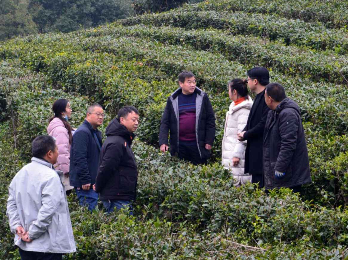 縣農業農村局認真抓好茶園管護與改造驗收工作