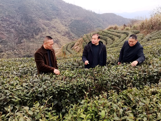 上庸鎮(zhèn)：干群合力確保八千畝茶園“溫暖過冬”