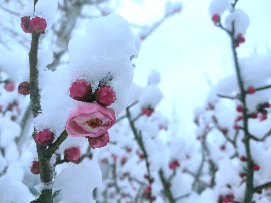 竹山县雪景美如画