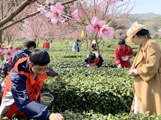竹坪中学开展采茶劳动实践课