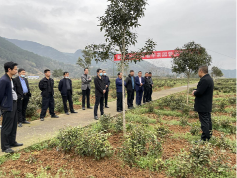秦古镇：组织召开春季茶园管护现场会
