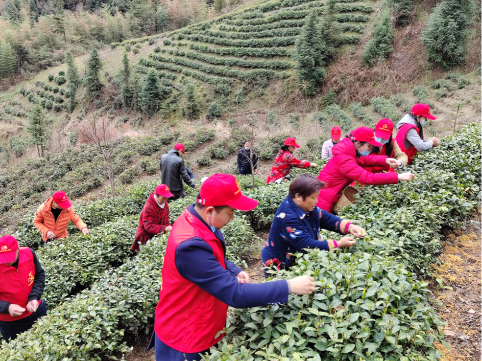 大庙乡：志愿助茶农  茶香飘满园