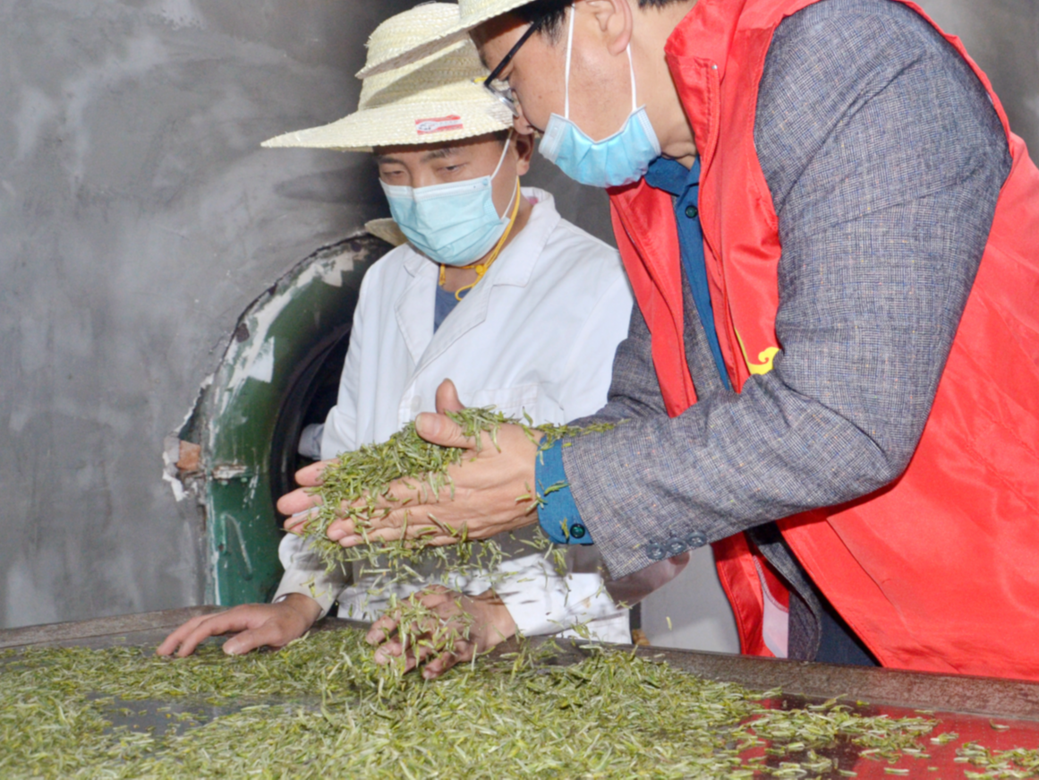 深河乡茶叶开园当日收购鲜叶170余斤