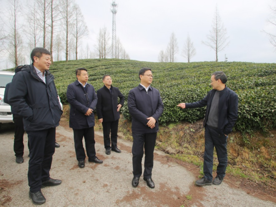 陈建平强调：全力确保春茶增产增收增效