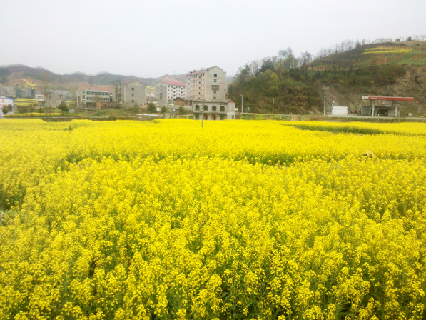 溢水镇：油菜花开引客来