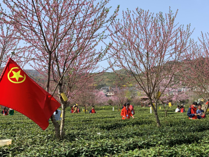 竹坪鄉(xiāng)團(tuán)委開展采茶實踐活動