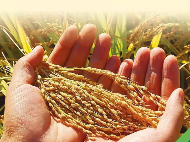 城关镇莲花幼儿园：组织开展 “光盘行动”系列活动