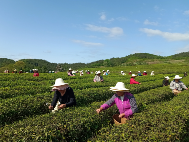 楼台乡：春茶飘香采摘忙