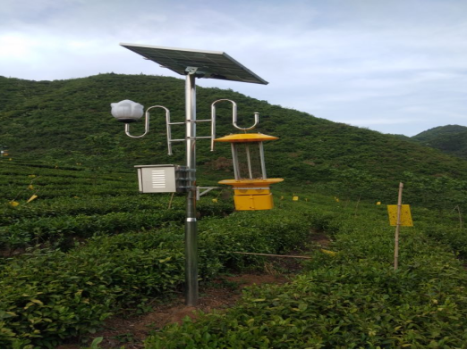 得胜镇茶园管护出新招