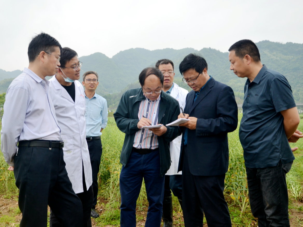 竹山县油菜绿色高质高效示范测产亩产突破300公斤