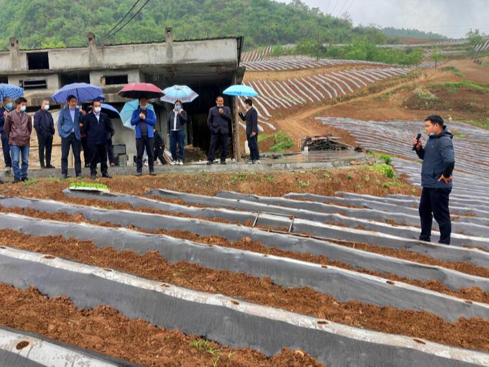 双台乡抢抓有利天气全力推进烟叶生产