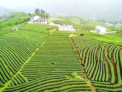 上庸镇产业富民春茶俏销
