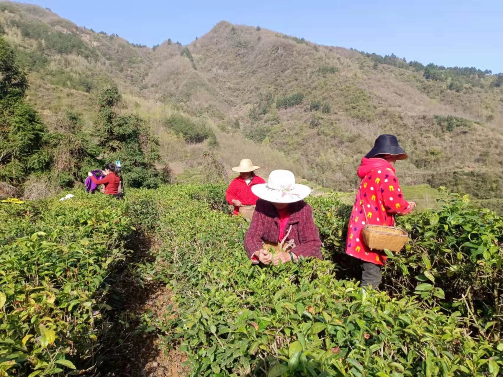 官渡镇：春茶飘香采摘忙