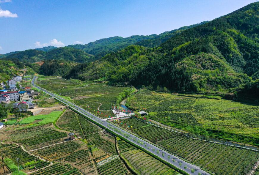竹山:绿水青山 茶园飘香