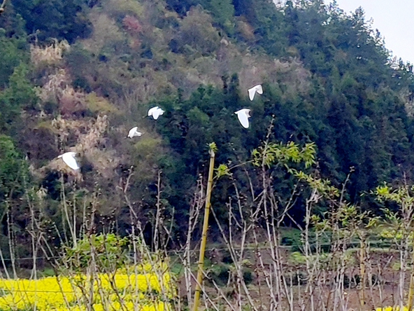 白鹭翔集坝潭湾